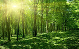 森林资源资产评估